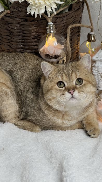 Бритагский мальчик NY24