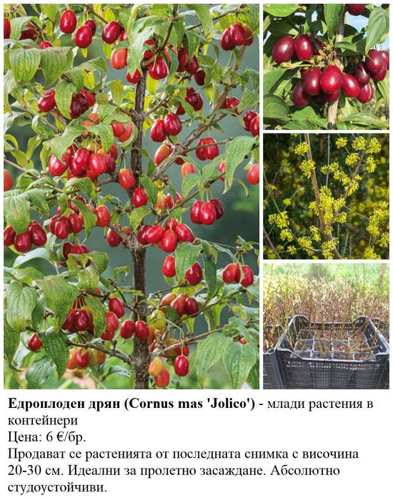 Плодни храсти в контейнери