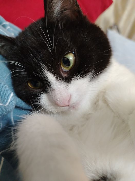 Отдам черно-белую кошку