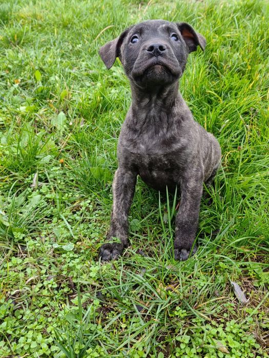 Кучета -преса канарио