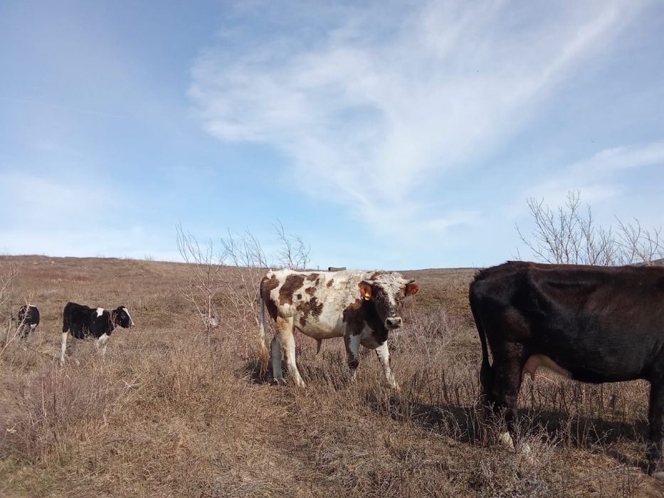 Продам быка симентал