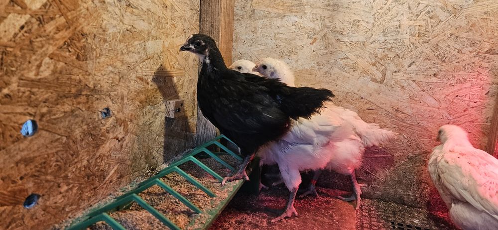 Pui Australorp ,La Bresse , OliveEgger