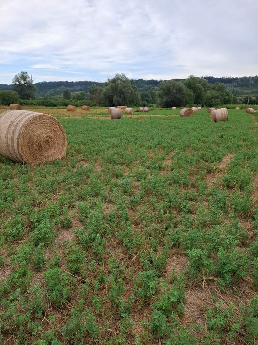 Baloți de vânzare coasa a două