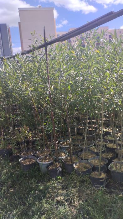 Ель сибирская, Березы