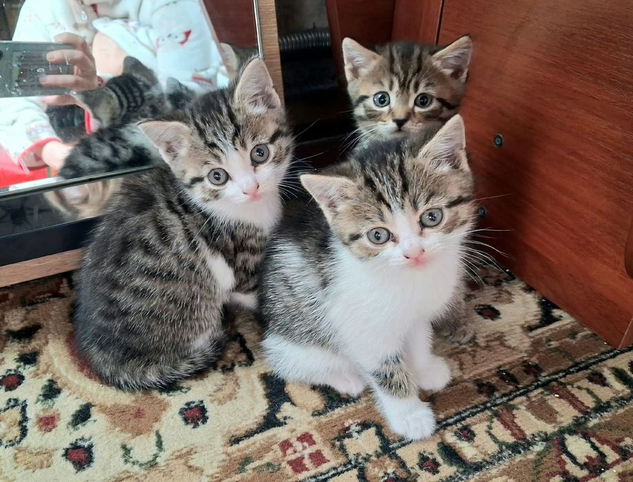 Котята мальчики и девочка