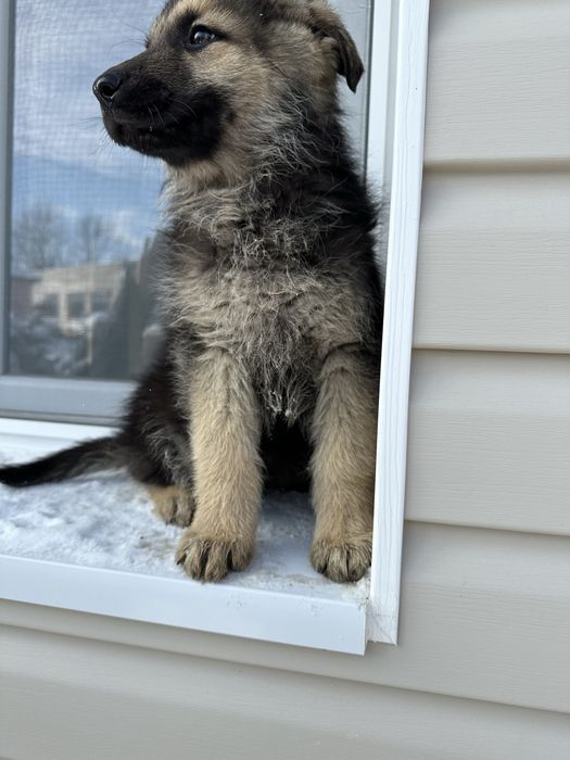 Кученцата на Афра и Рой