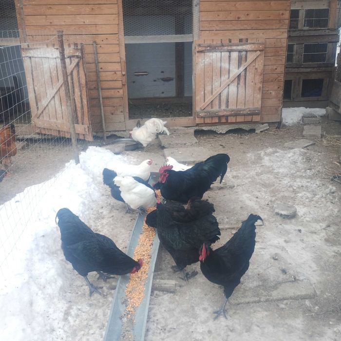 Cocoși brahma și australop de anul trecut!