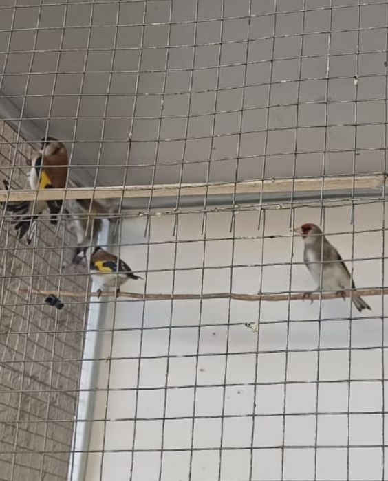 Щегол. пепельный