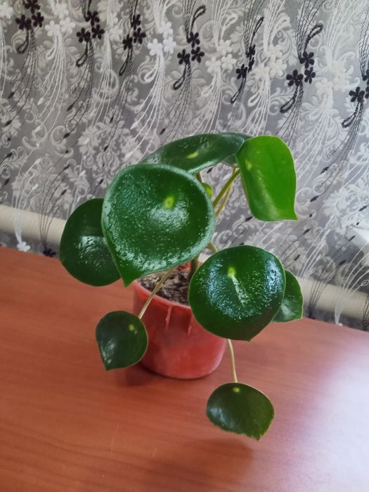 Калатея Лансифолия