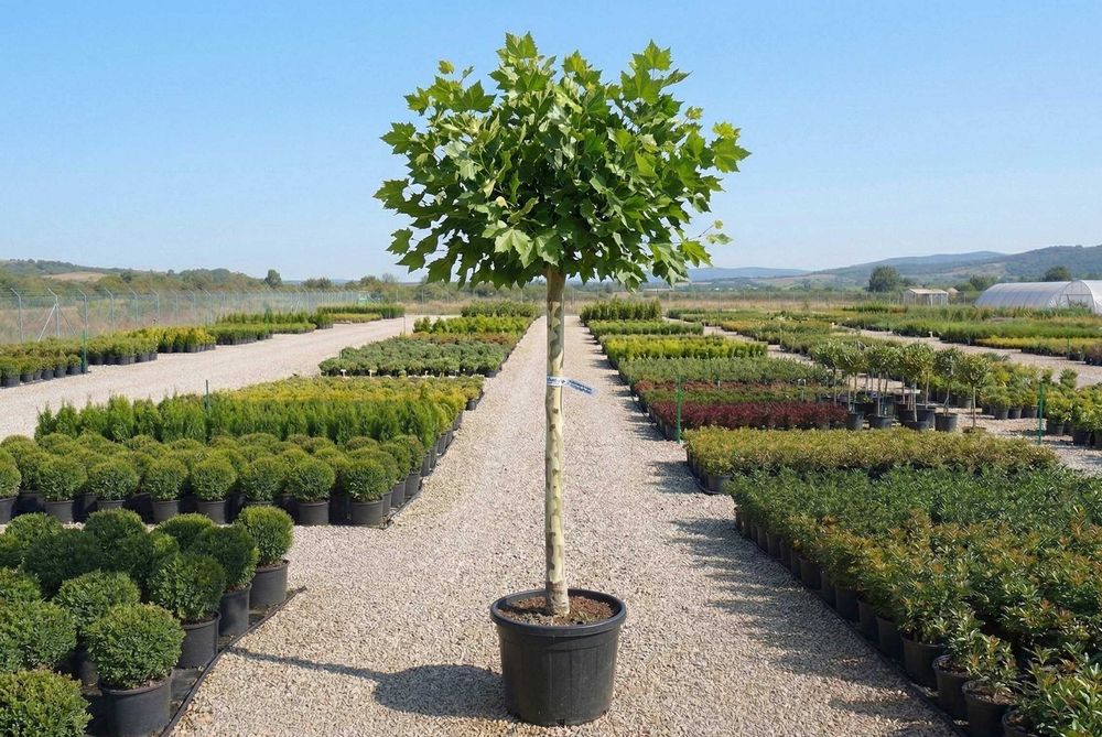 Tei, mesteacăn, platan, stejar și carpen – arbori 2–4,5 m | NordGarden