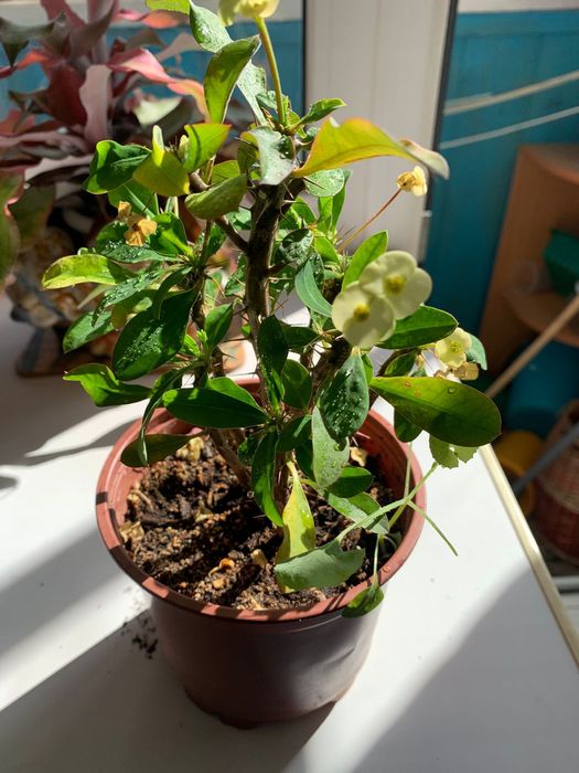 Продам комнатные цветы