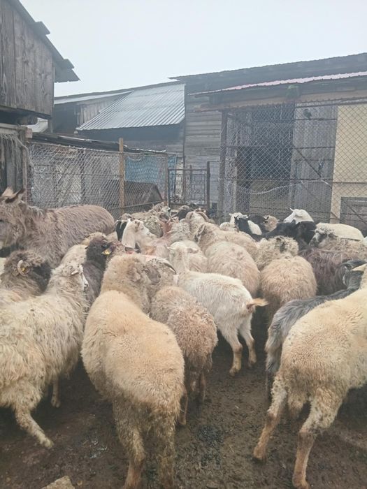 Vând 30 capre și 40 oi