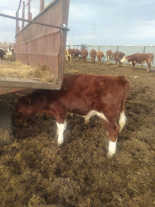 Продам  бычков годовалых 4 головы