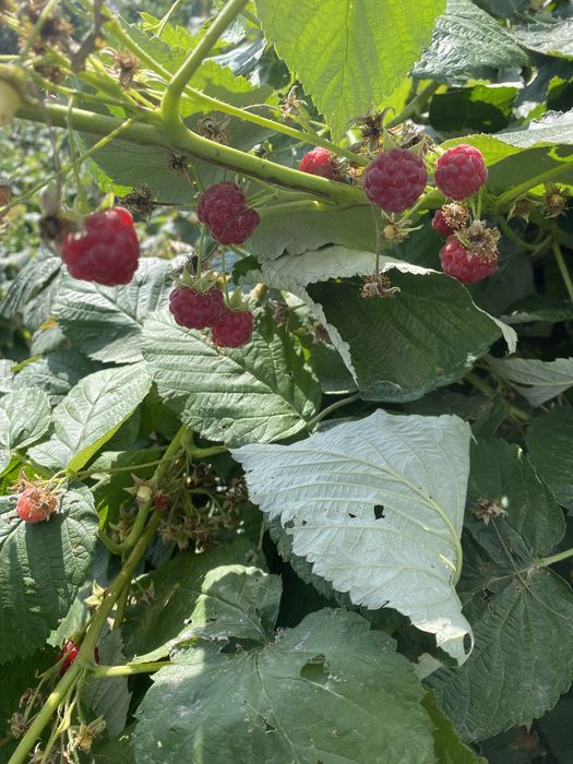 Саженцы малины