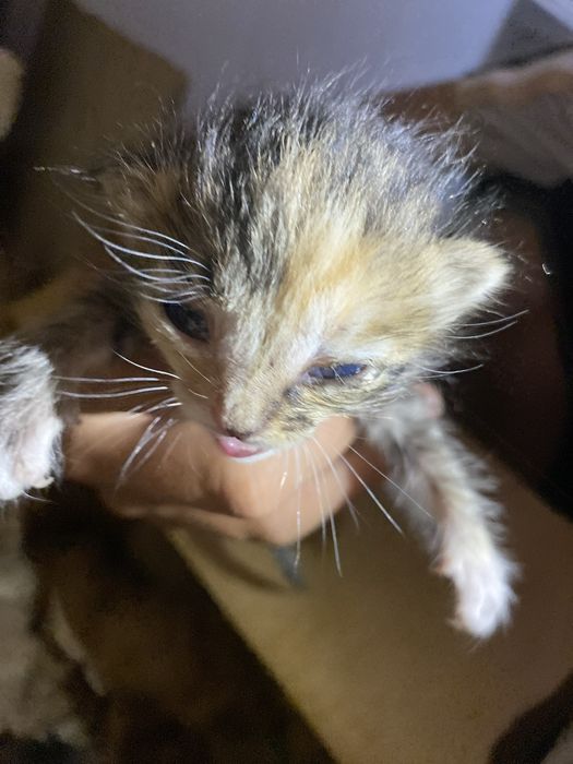 Кошка бесплотно