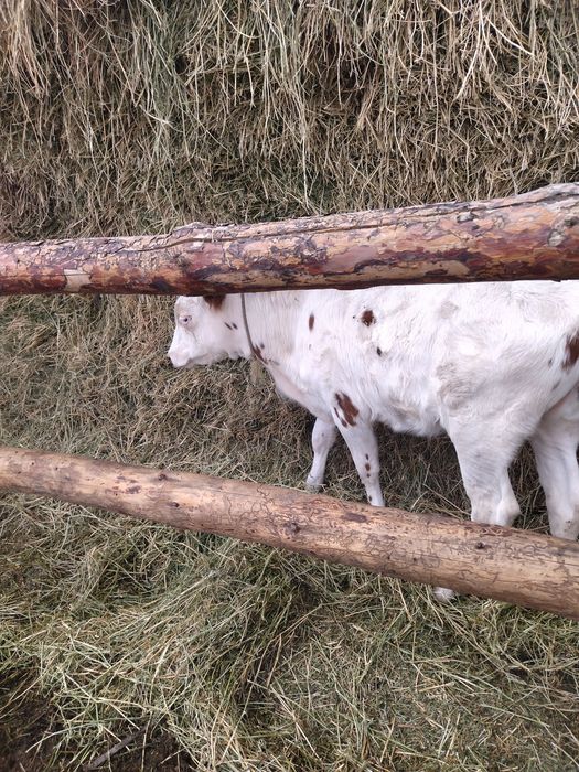 Телка 5 месяцев срочно