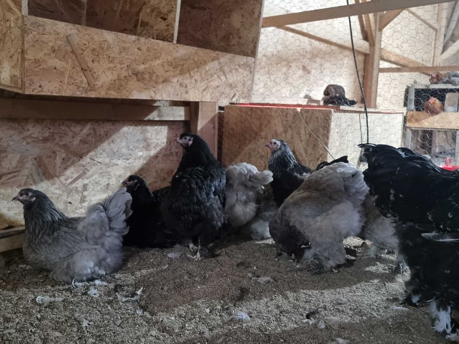 Oua pentru incubat din rasele brahma, australorp, leghorn si la bresse