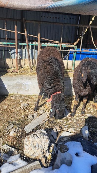 Баран кошкар сатылады