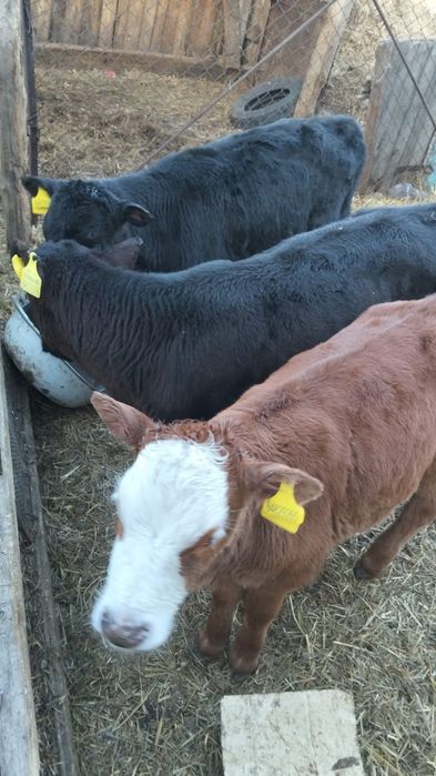 Продам 1 бычок и 2 телочку