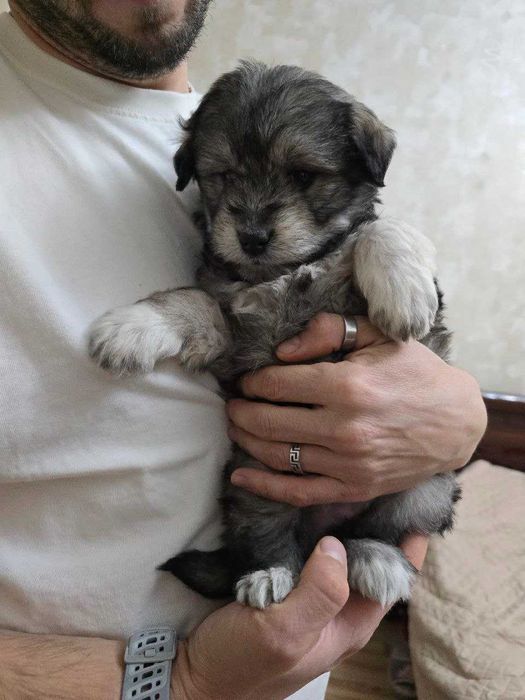 Ищем дом для двух щенков сестренок!