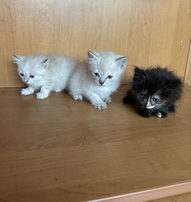 Котята бесплатно