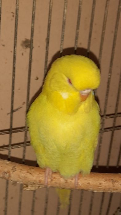 Попугай выставочный 3 месяца