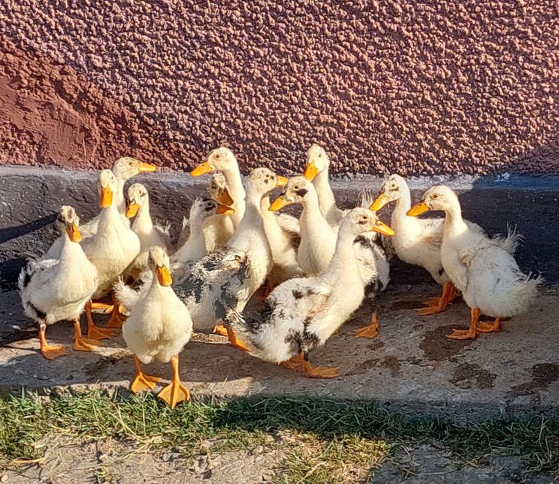 Rațe boboci de vanzare