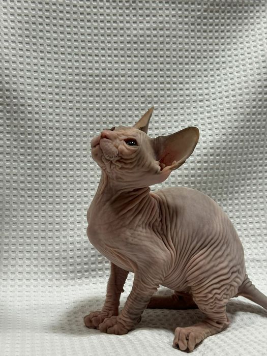 Шикарная девочка донского сфинкса