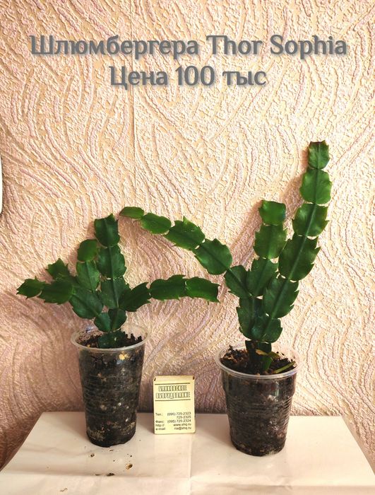 Сортовая Шлюмбергера (декабрист) Thor Sofia