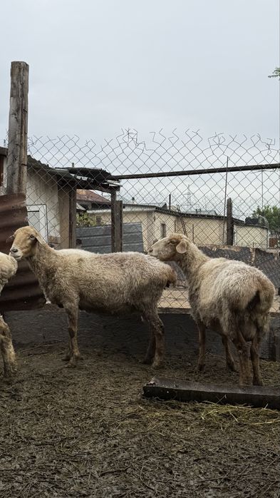 Продам трёх маток котные!