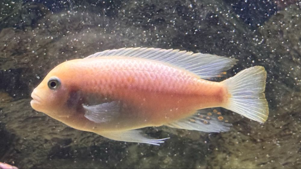 Afrika cichlid baliqlar 10sm dan kotta samets