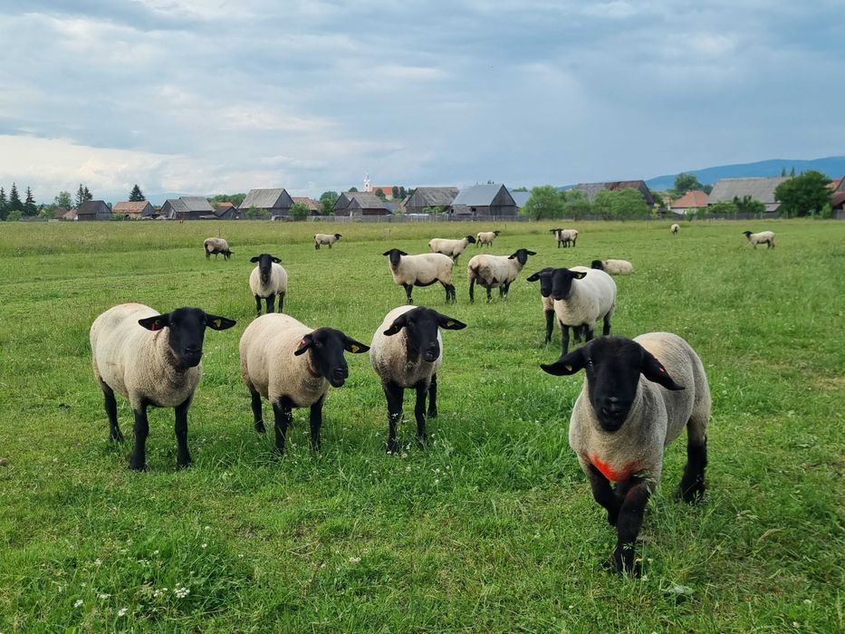 Lot de oi Suffolk