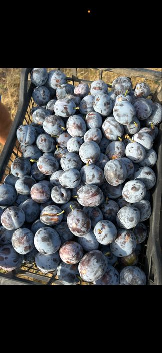 Prune pentru tuica