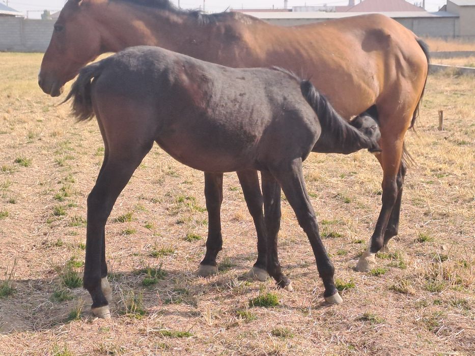 Прадам кабыла Ахилтеке