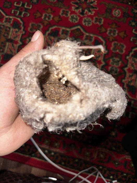 Құрқылтайдың ұясы . Гнездо ремеза