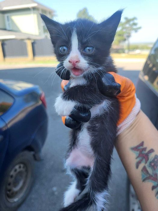 Котята ищут дом.