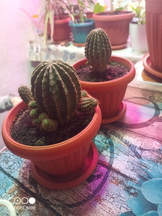 Продам домашние цветы