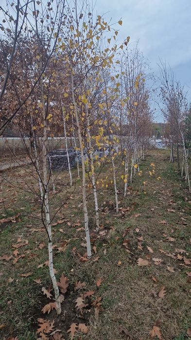 Platan artar mesteacăn copaci