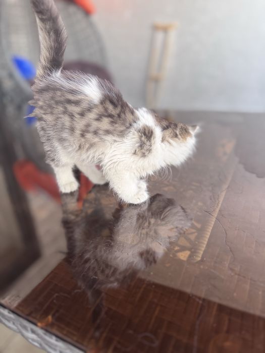 Котенок 2 месяца