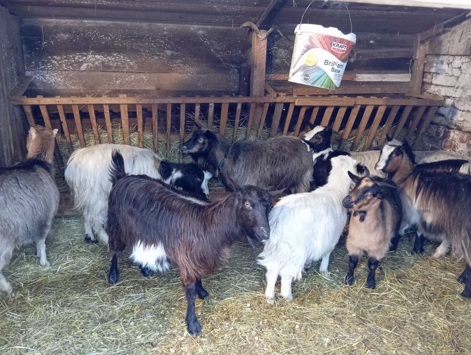 Capre tinere gestante