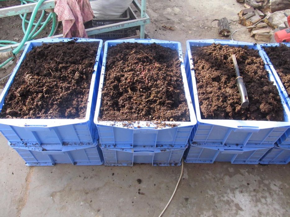 Калифорния чувалчанг