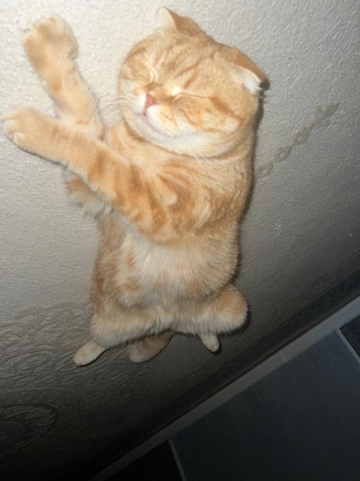 Кошка и кот бесплатно