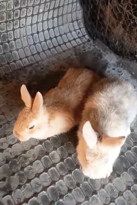 Vând iepuri fluture german și iepuri pitici