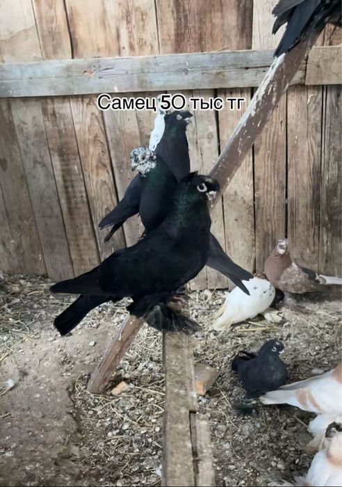 Продажа голубей голуби