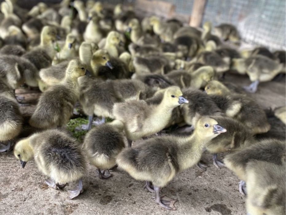 Boboci gâscă tolouse