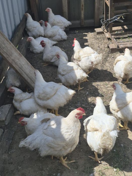Продам уток и бройлер