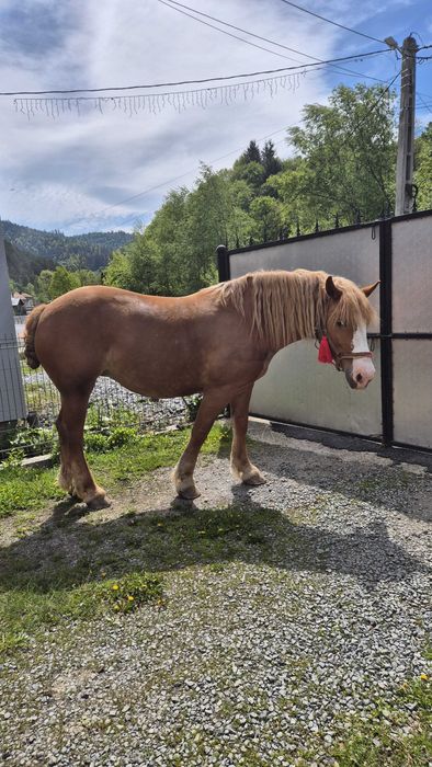 Vand iapă detalii la numărul de telefon