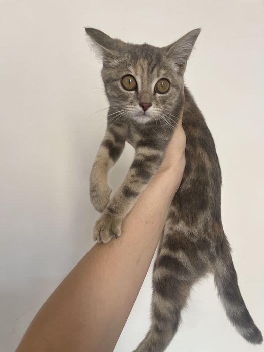 отдам красивого котенка