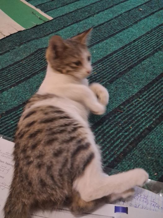 Eshakda shirinliklar bilan porno