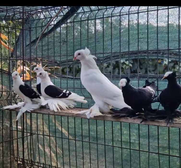 Porumbei de ornament